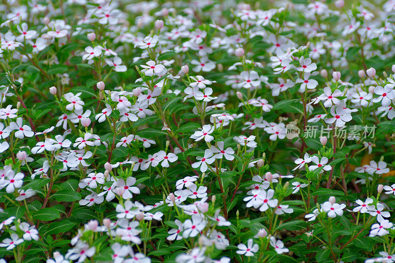 玫瑰卡萨兰花/长春花/一年生长春花